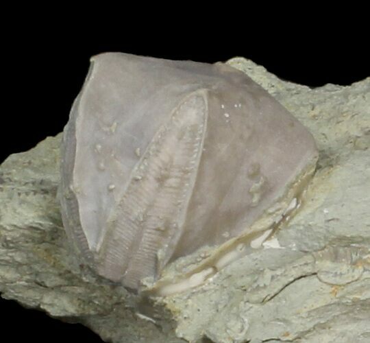 Blastoid (Pentremites) Fossil - Illinois #42826